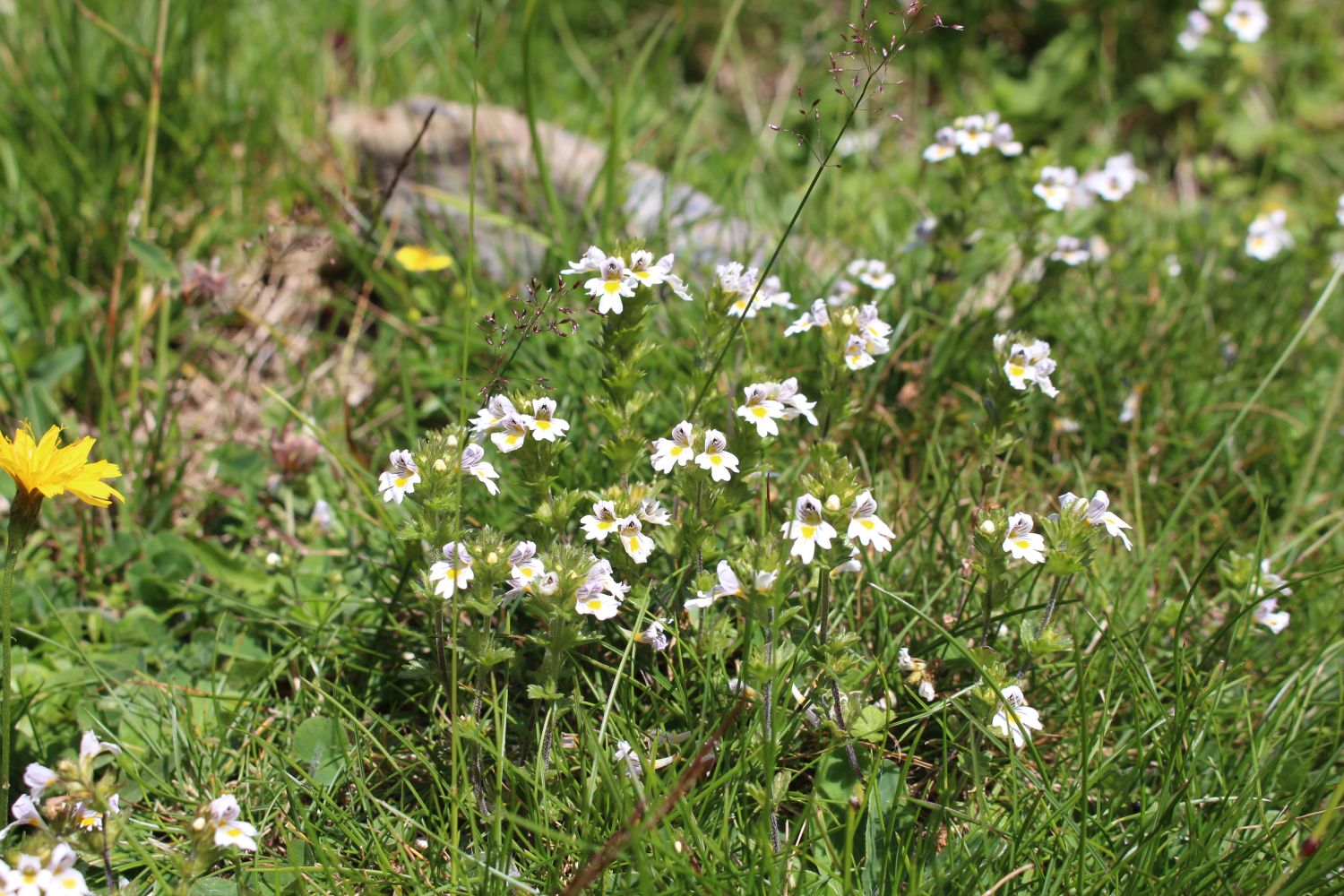 Augentrost pflanzen, pflegen & ernten