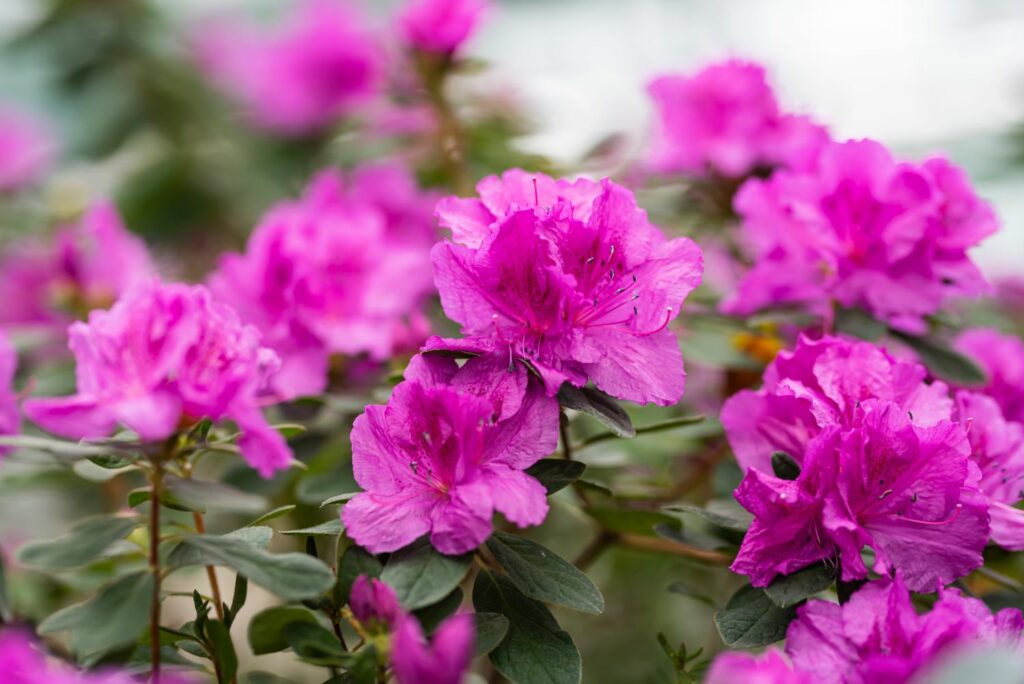 Flores de azalea rosa