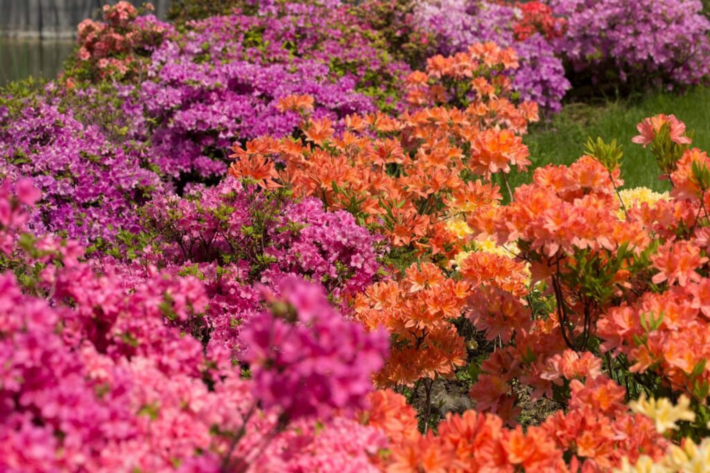 Azaleenarten