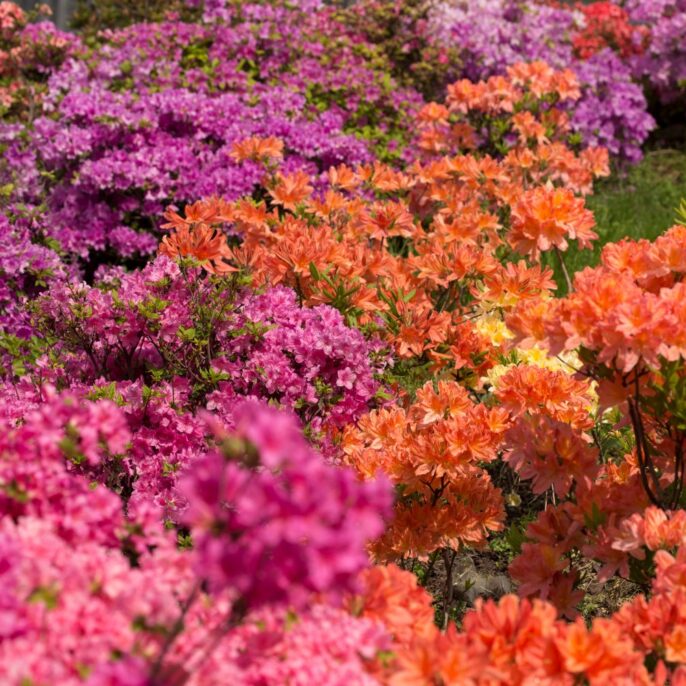 Azaleenarten: Die schönsten Azaleen für Garten & Haus