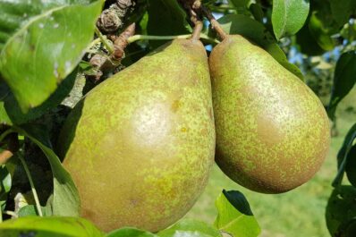 Birne Gräfin von Paris: Befruchter, Erntezeit & Lagerung