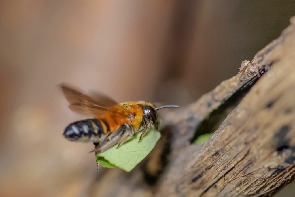 Blattschneidebiene trägt ein Blatt