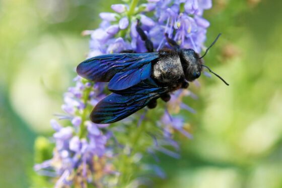 Wildbienen: Arten, Lebensweise & wie kann man wilde Bienen unterstützen?