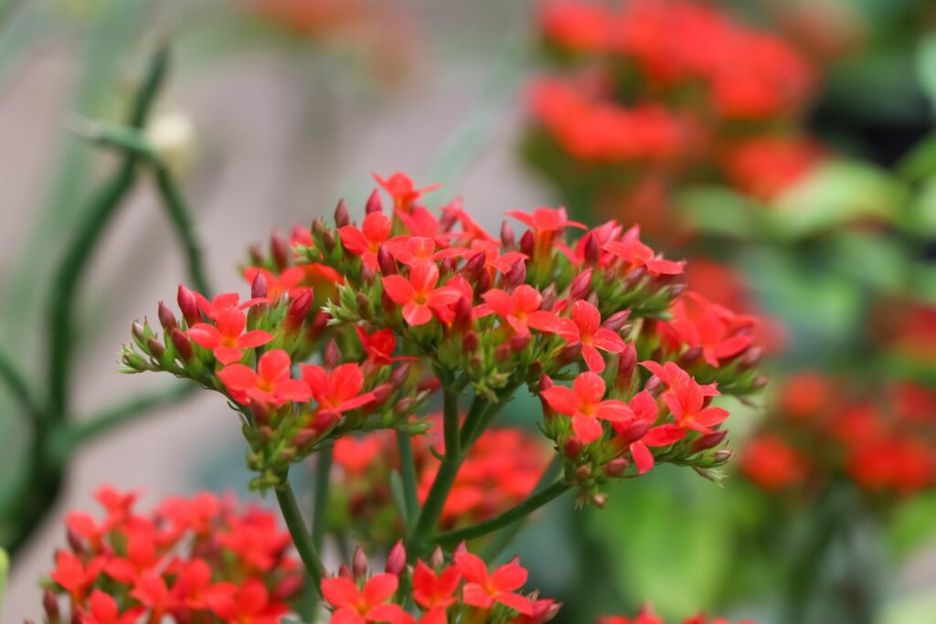Flammendes Käthchen mit roten Blüten