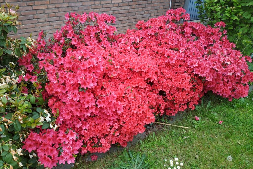 Azalea en el jardín