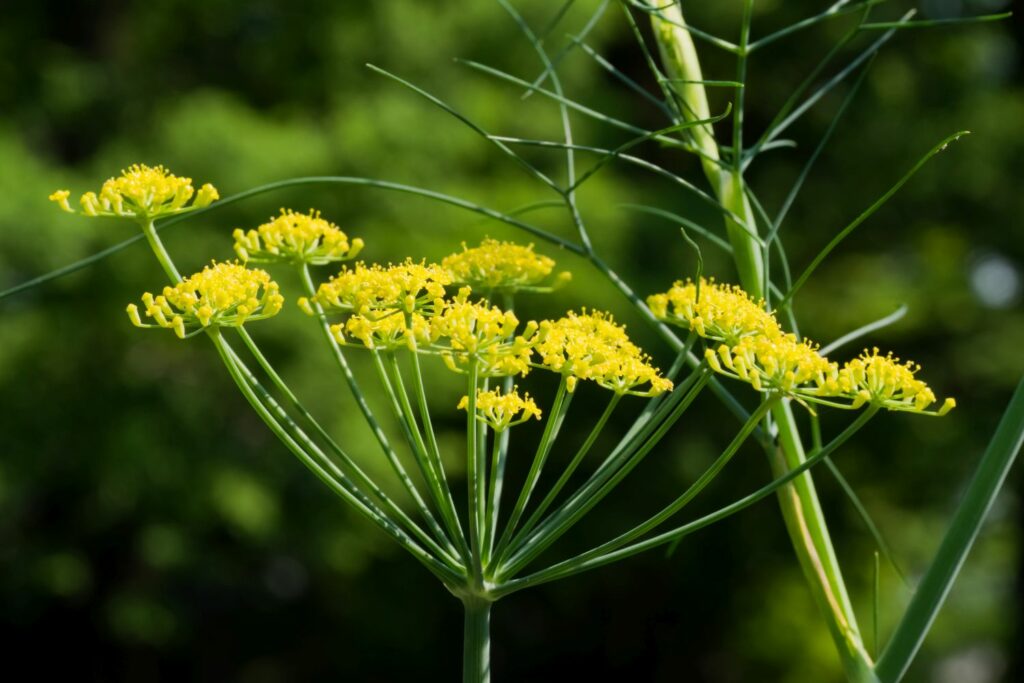 Blüte des Gewürzfenchels