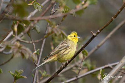 Goldammer: Gesang, Nahrung & Lebensraum des Vogels
