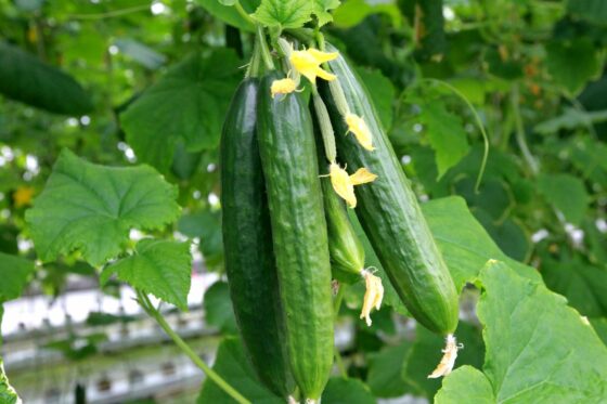 Gurken ausgeizen: Anleitung & Erklärung
