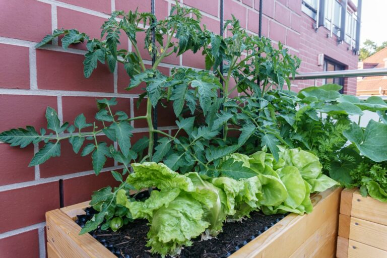 Hochbeet auf dem Balkon Tipps & DIYIdeen Plantura