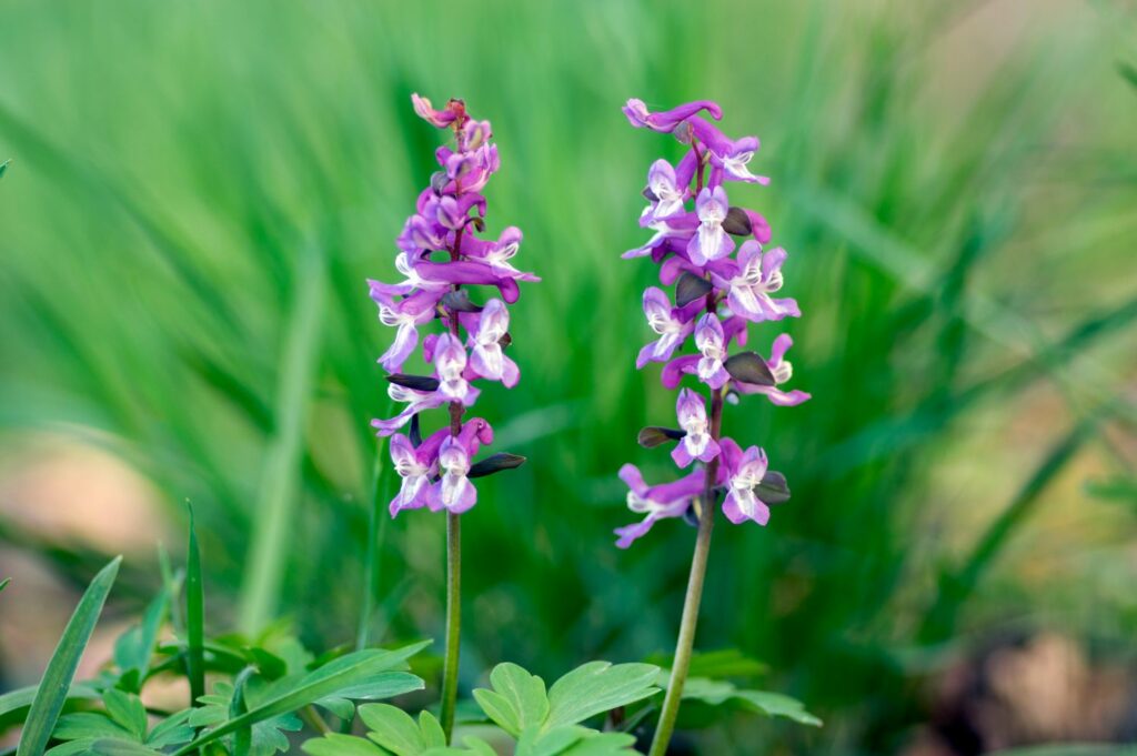 Violetter Lerchensporn