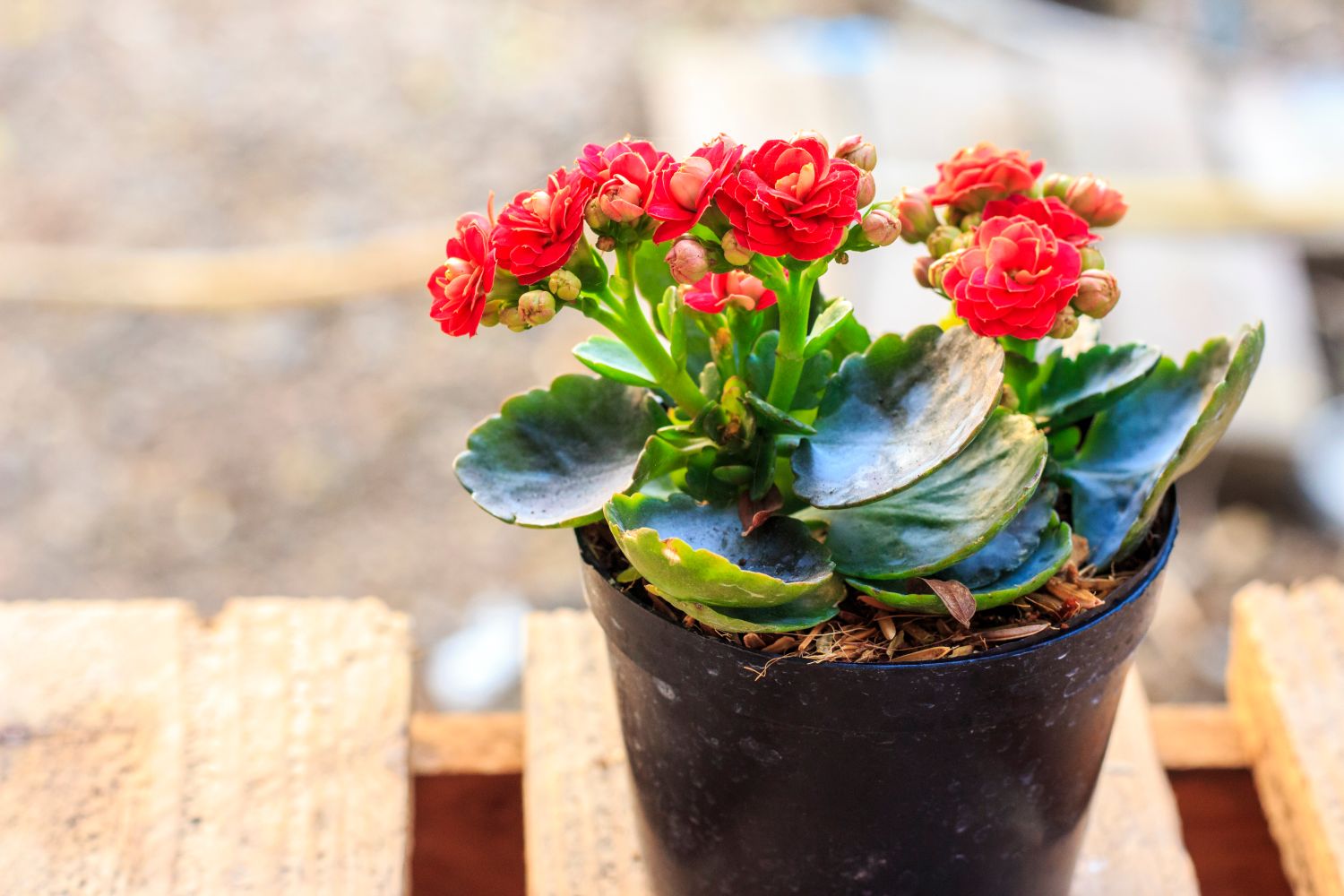 Flammendes Käthchen: Pflege, Standort & Vermehren der Kalanchoë blossfeldiana