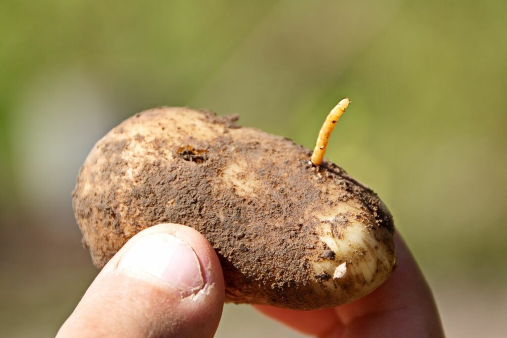 Пищевые следы на картошке