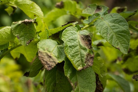Kartoffelkrankheiten & häufige Schädlinge: Erkennen, Vorbeugen und Bekämpfen