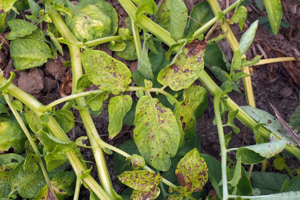 Kartoffelpflanze mit Dürrfleckenkrankheit