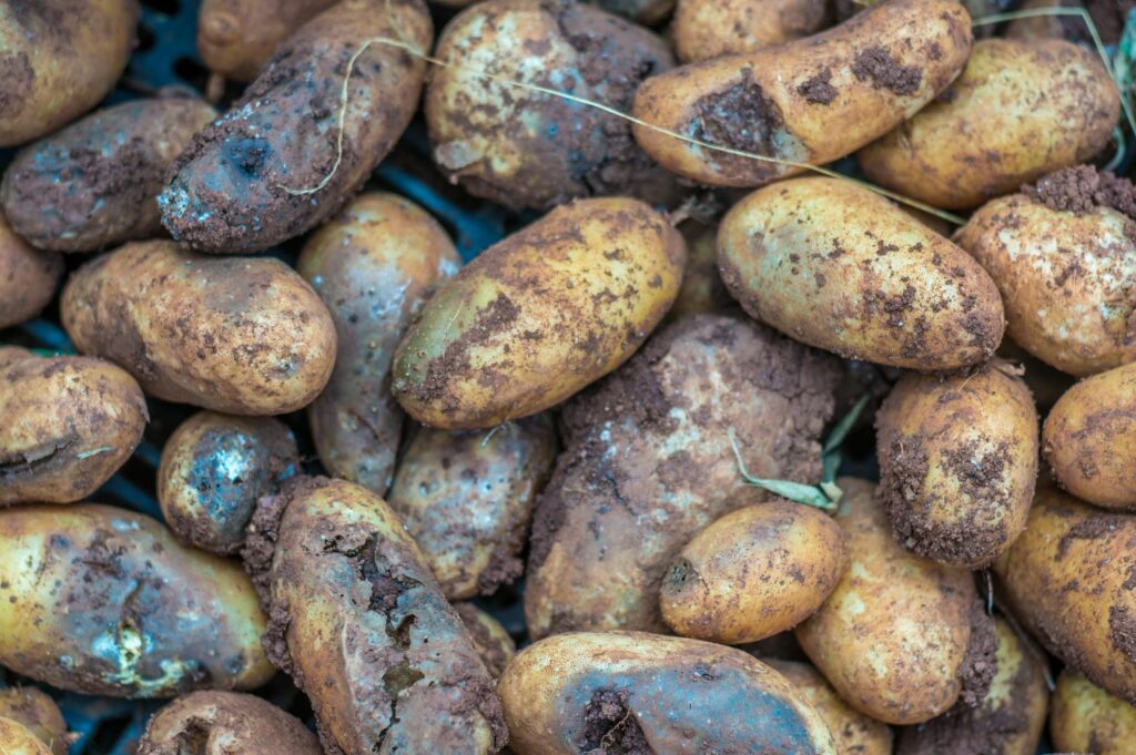 Geerntete Kartoffeln mit Braunfaeule