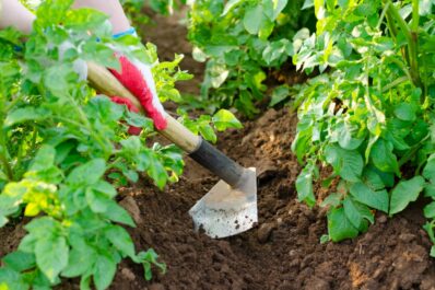 Kartoffeln pflegen: Gießen, Vermehren & Überwinterung