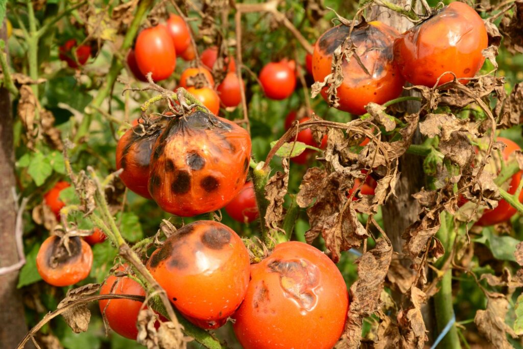 Tomaten mit Kraut- und Knollenfäule