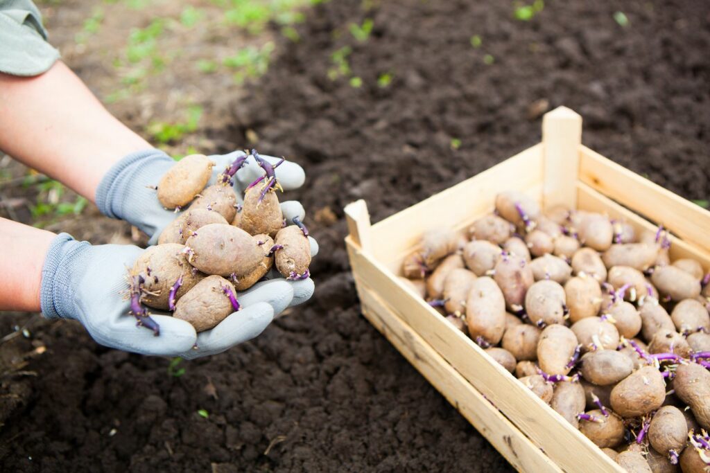 Когда проращивать картофель на посадку. Проросшая картошка. Картофель мелкий в руках. Посадка пророщенного картофеля. Размер семенного картофеля для посадки.