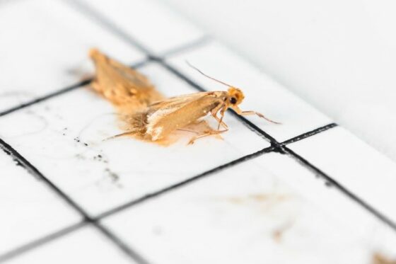 Mottenfalle: Pheromonfallen gegen Motten aufstellen & richtig anwenden