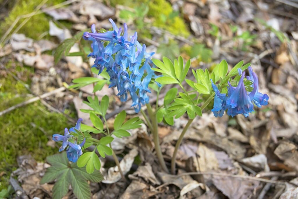 Blauer Lerchensporn