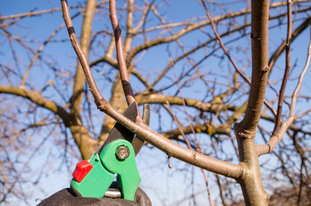 'Merkur'-Apfel schneiden