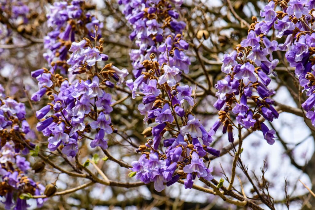 Paulownia Baum