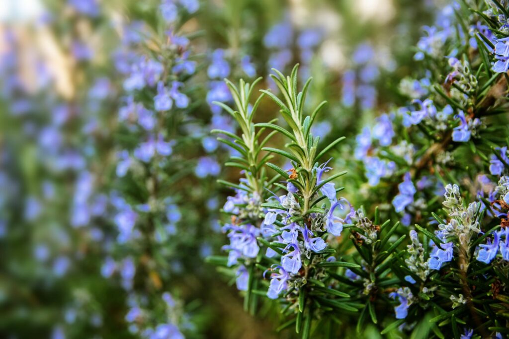 Rosamarin mit Blüten