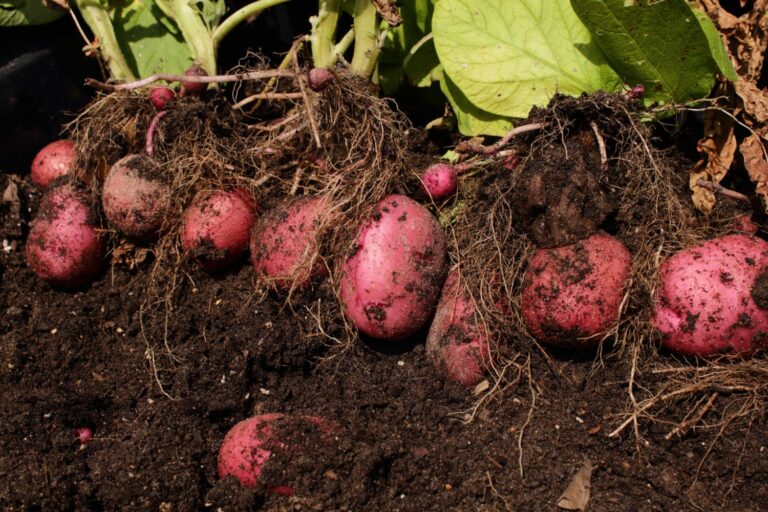Rote Kartoffeln: Sorten, Anbau & Zubereitung - Plantura