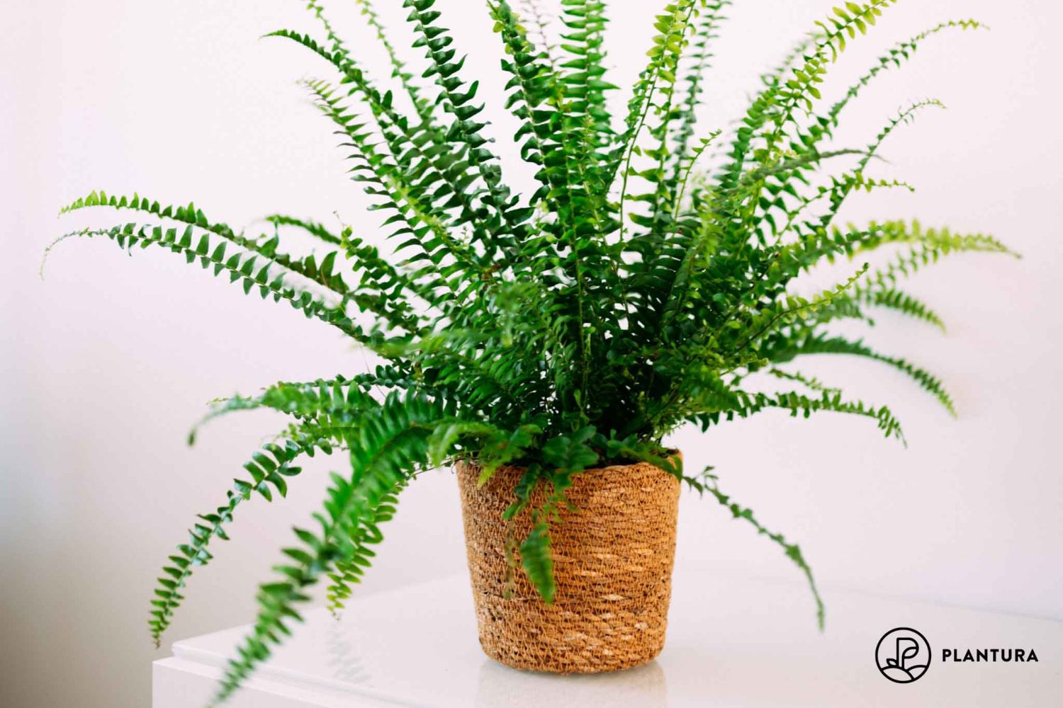 Schwertfarn Pflege, Standort & Vermehren von Nephrolepis