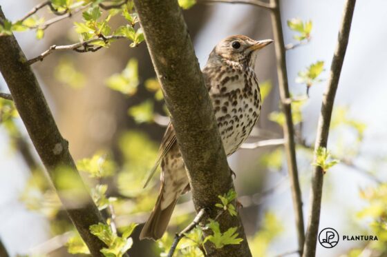 Singdrossel: Der gepunktete Vogel im Portrait