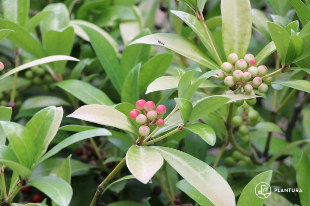Beeren der Skimmia japonica