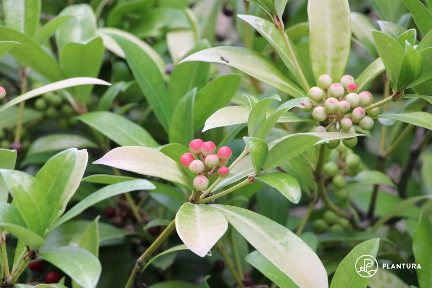 Skimmie: Pflanzen, Pflege & Vermehren der Skimmia