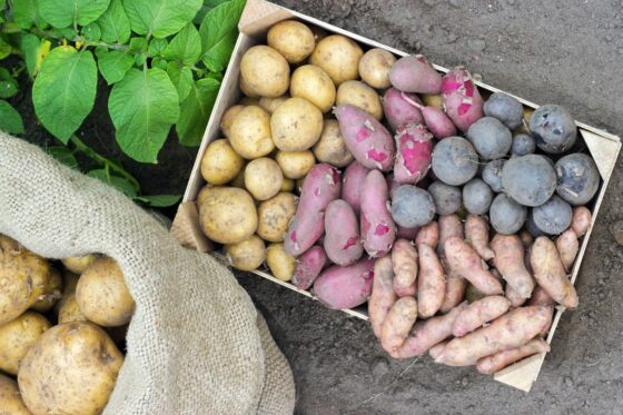 Spätkartoffeln: Sorten, Pflanzen & Ernte