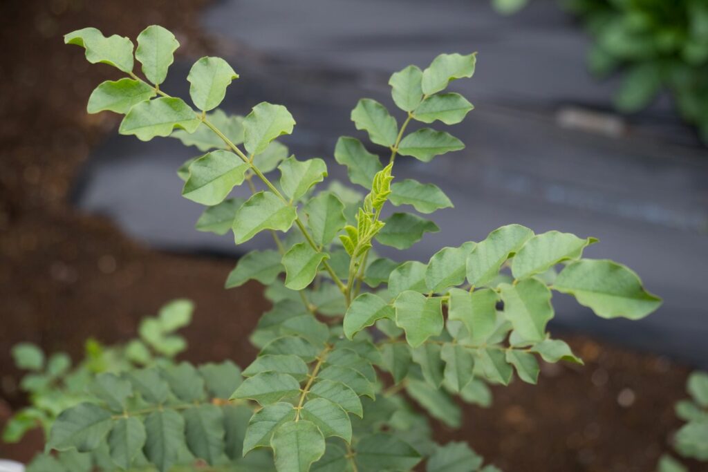 Glycyrrhiza uralensis