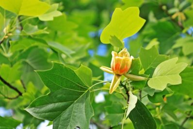 Tulpenbaum: Schneiden, Vermehren & die schönsten Arten