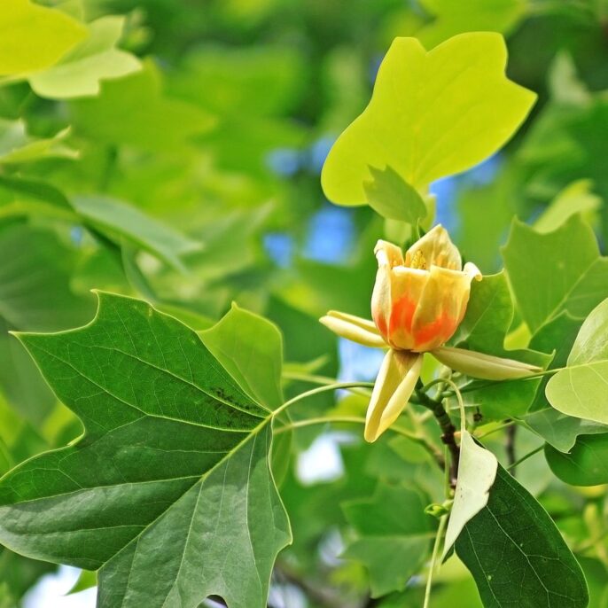 Tulpenbaum: Schneiden, Vermehren & die schönsten Arten