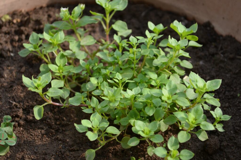 Stellaria Media