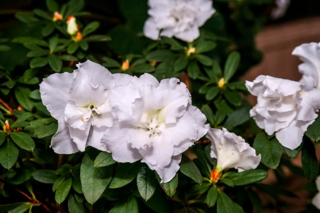Weiße Azaleenblüte