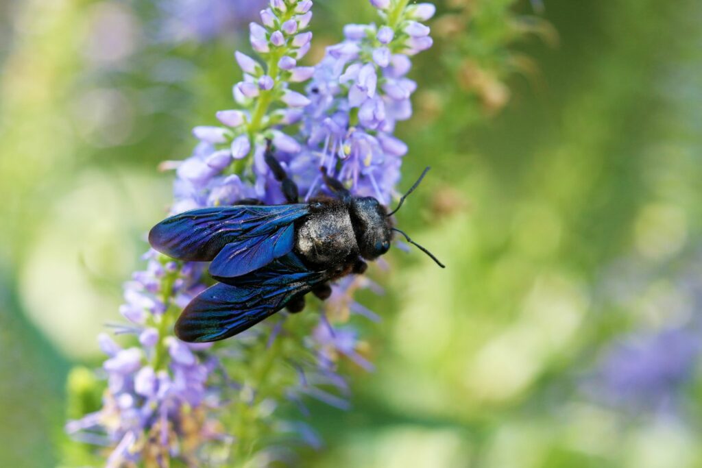 Blue wood bee