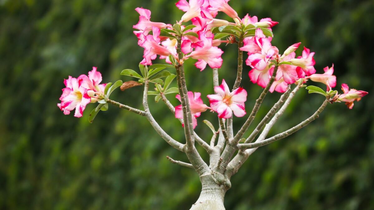 dnger fr oleander kaufen Oleander Flssigdnger