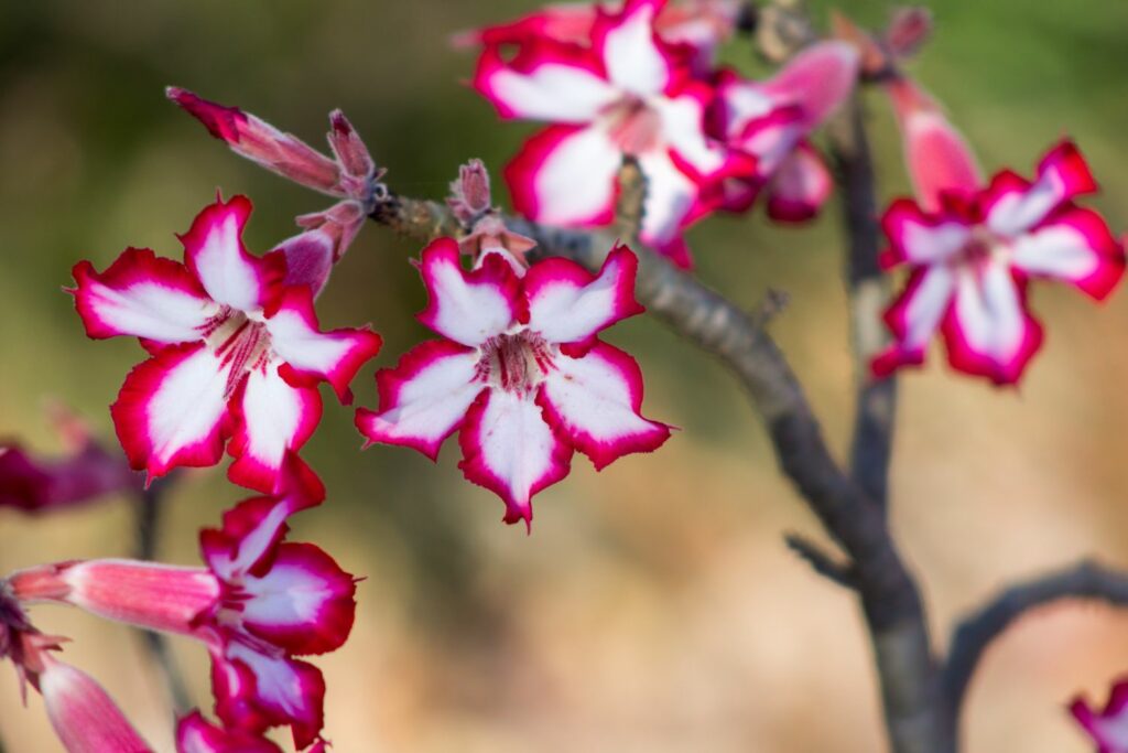 Blüten einer Wüstenrose