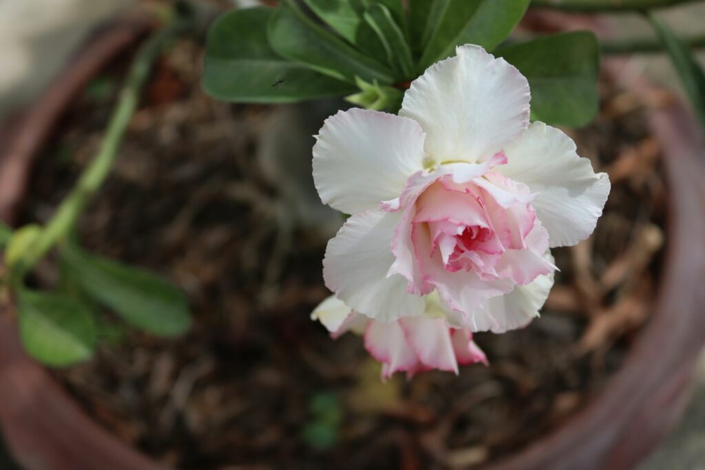 Wüstenrose mit gefüllter Blüte