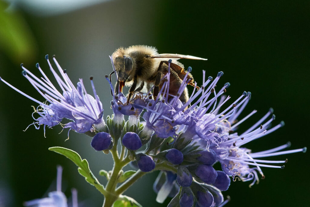 Biene auf einer Bartblume