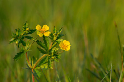 Blutwurz: Verwechslung, Anbau & Ernte von Potentilla erecta