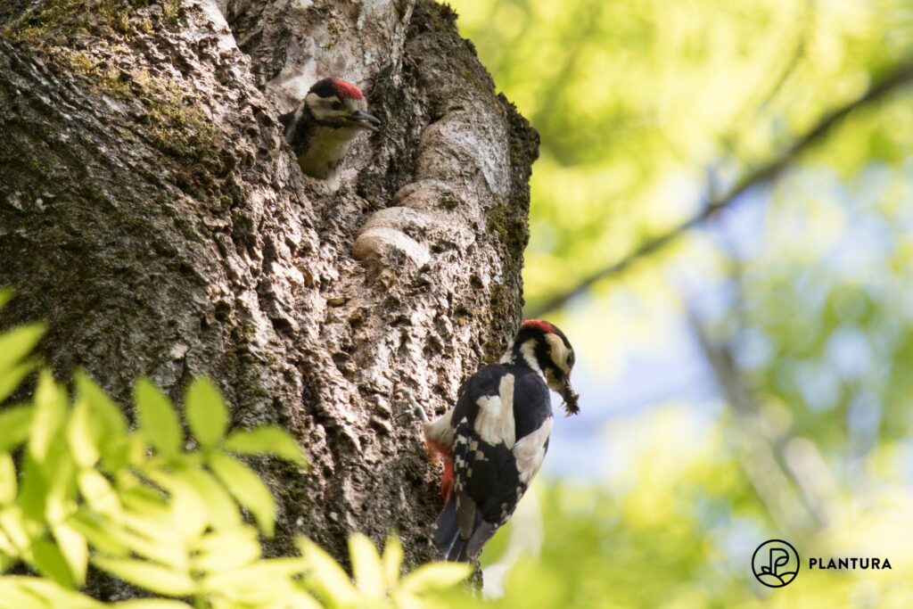 Buntspecht-Jungvogel im Nest