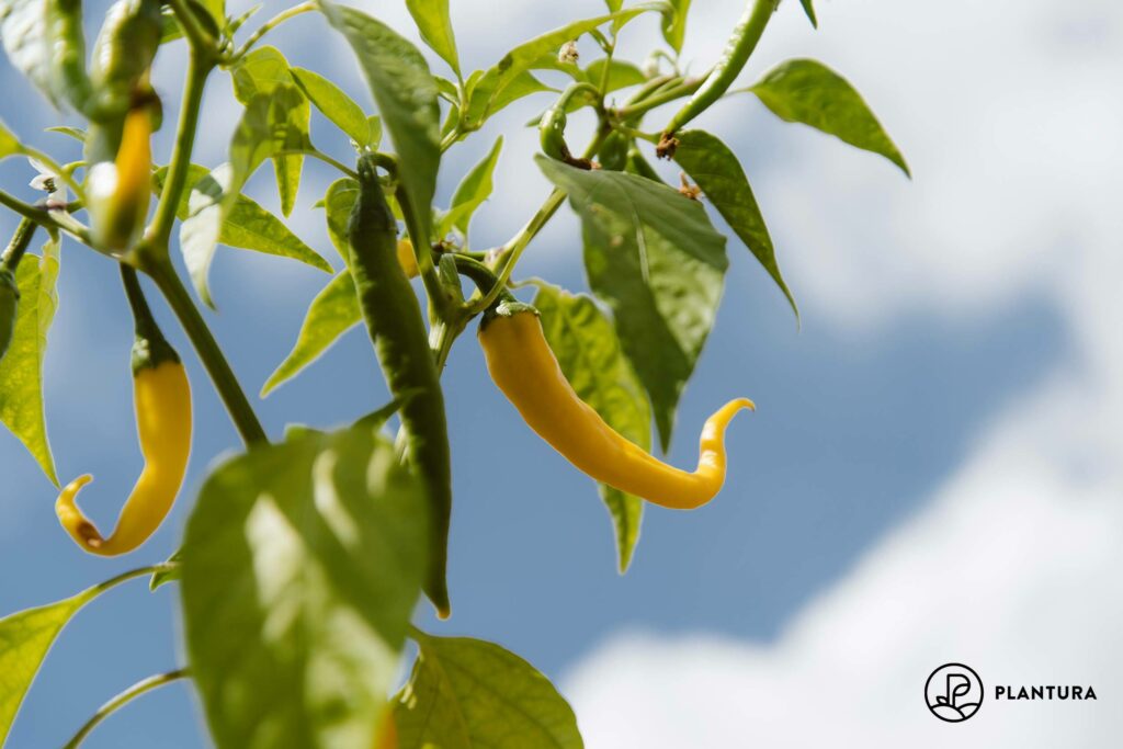 Gelbe Chilischoten