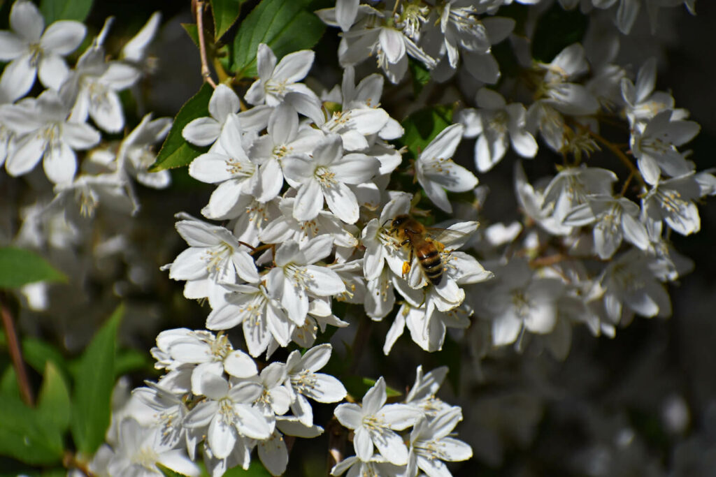 Blühende Deutzie mit Biene