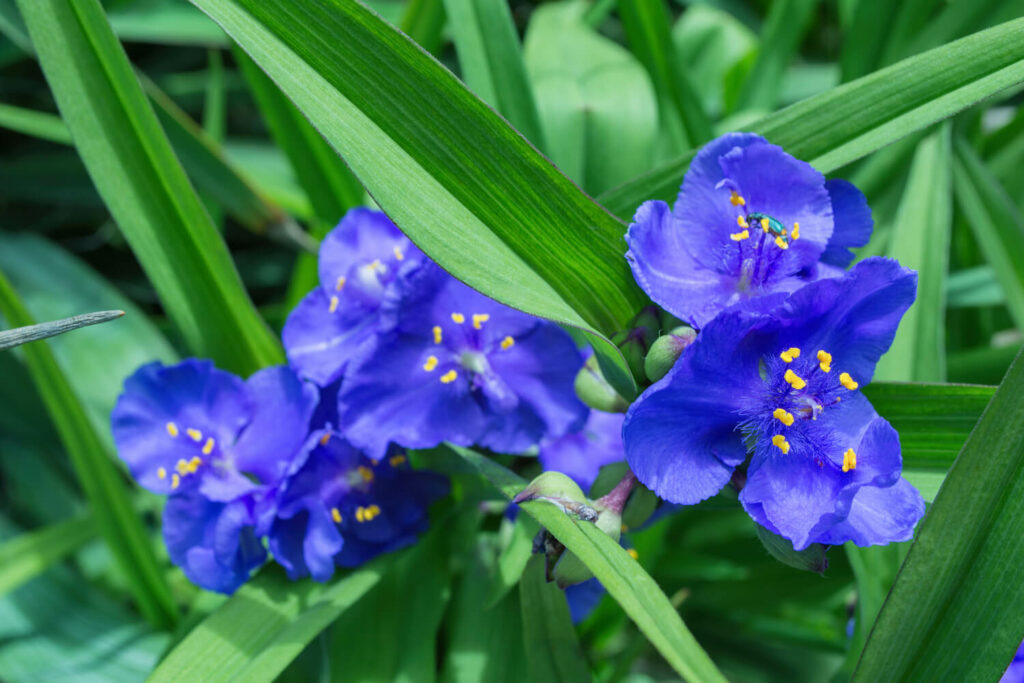 Blaue Dreimasterblume