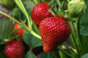 Erdbeeren