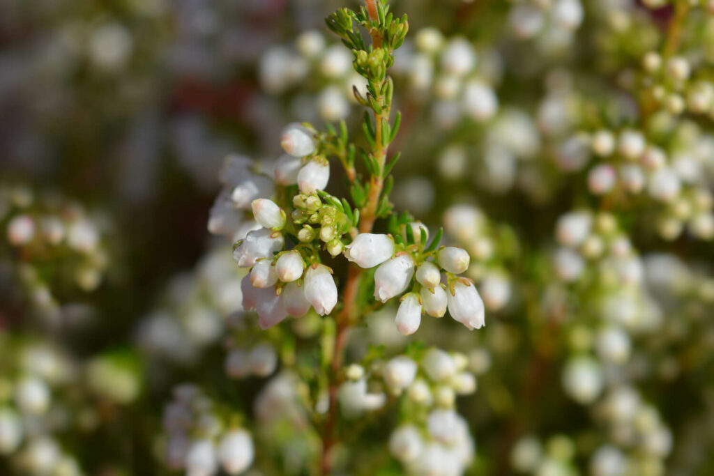 Erica gracilis